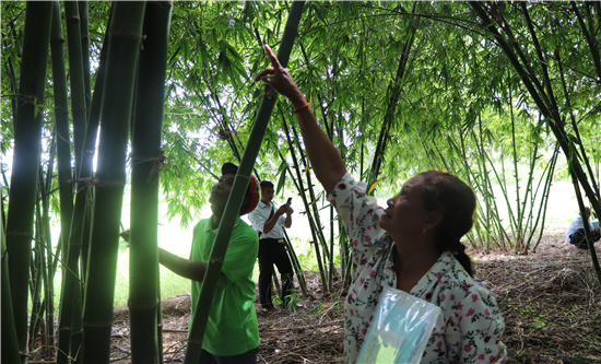 Tập huấn trồng tre (Luồng), tầm vông cho nông dân xã Hàm Giang